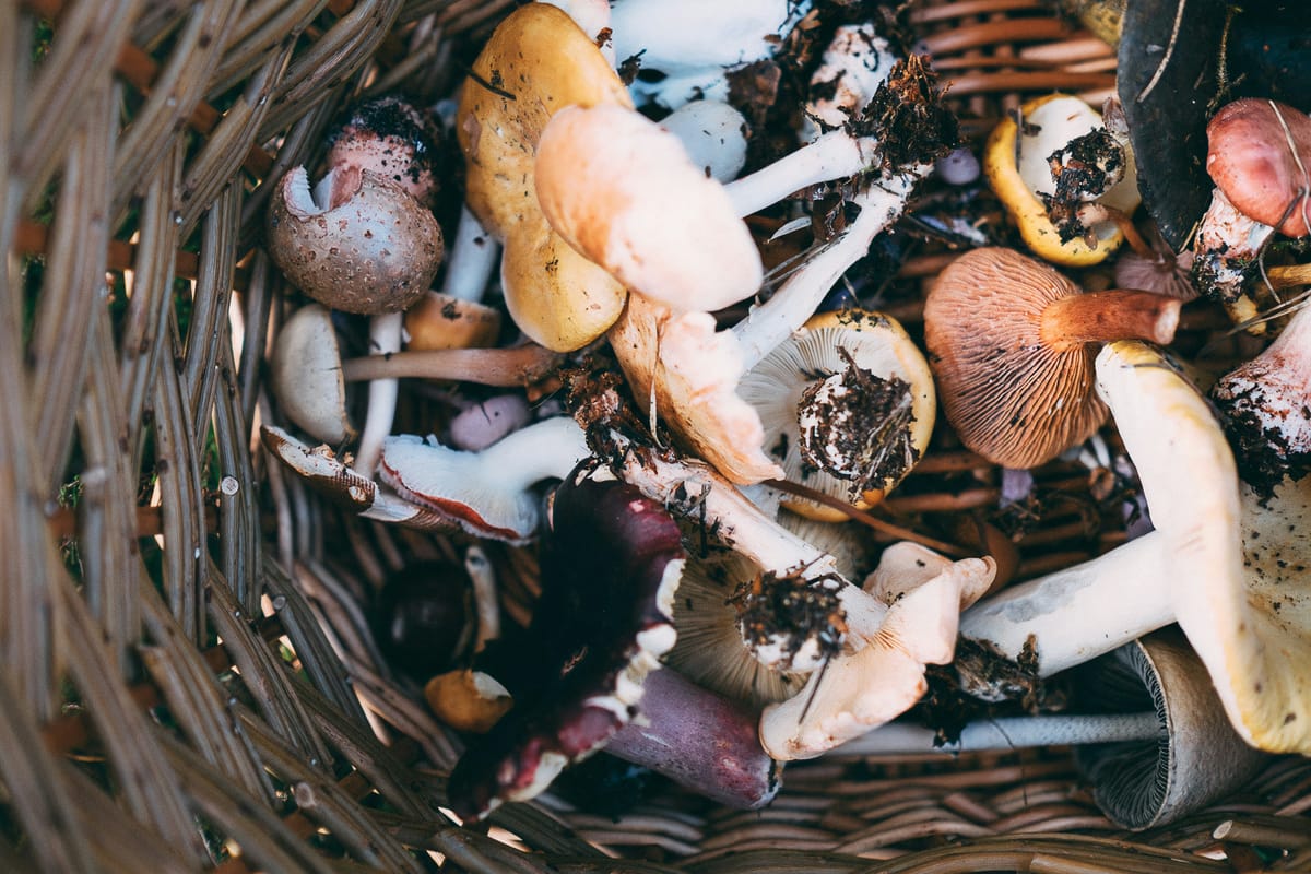 Foraging for Strategy